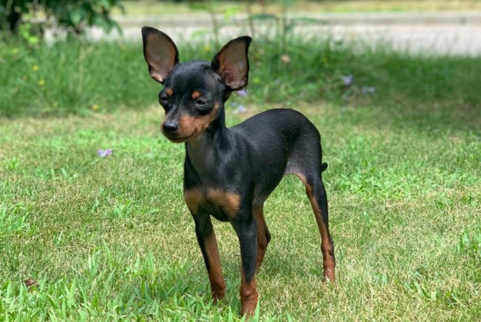 Vermisstmeldung Hund Weiblich , 5 jahre Jouxtens-Mézery Schweiz Vermisstmeldung Hund Weiblich , 5 jahre Jouxtens-Mézery Schweiz