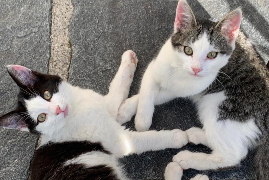 Fundmeldung Katze Unbekannt Val-de-Charmey Schweiz Fundmeldung Katze Unbekannt Val-de-Charmey Schweiz