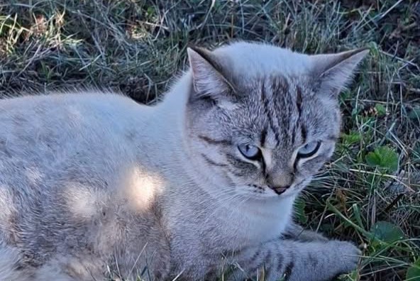 Fundmeldung Katze Weiblich , 2 Jahre Rossemaison Schweiz