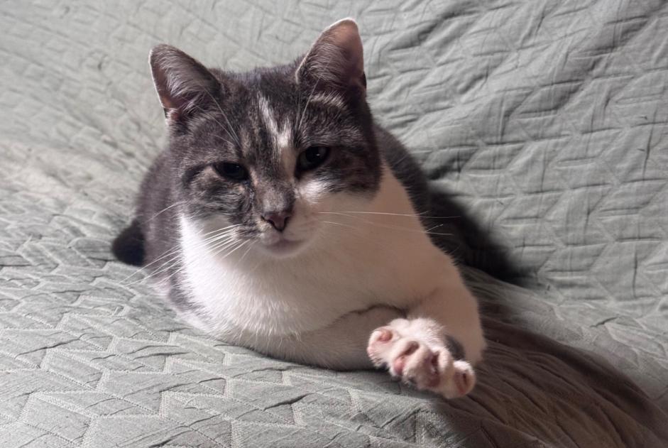 Vermisstmeldung Katze rassenmischung Weiblich , 2 jahre Zweisimmen Schweiz Vermisstmeldung Katze rassenmischung Weiblich , 2 jahre Zweisimmen Schweiz