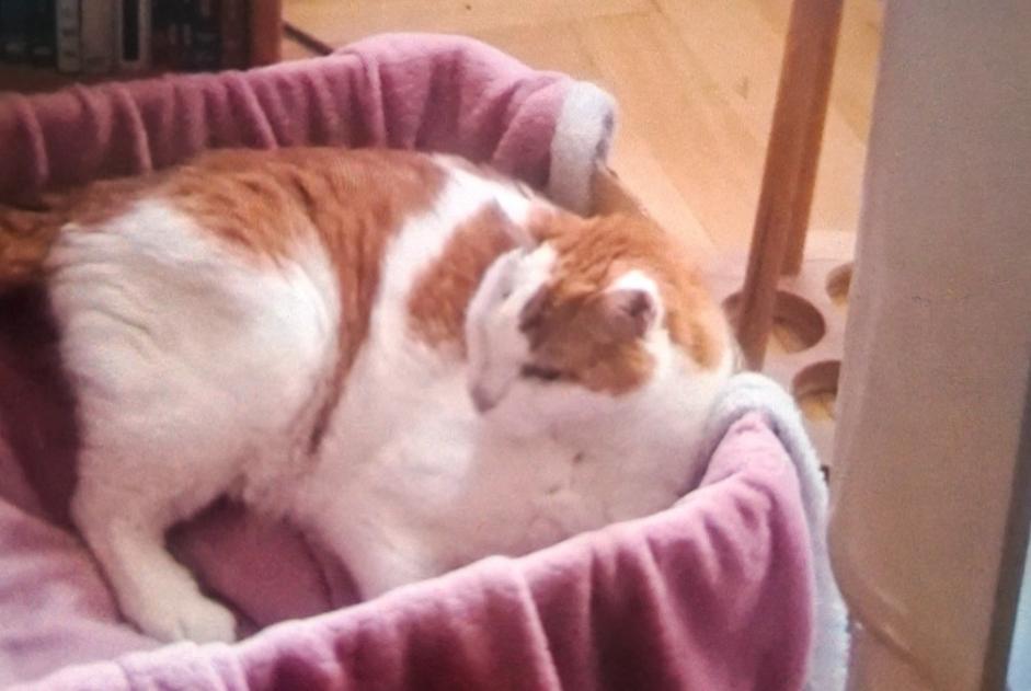 Vermisstmeldung Katze Männliche , 17 jahre Genève Schweiz Vermisstmeldung Katze Männliche , 17 jahre Genève Schweiz