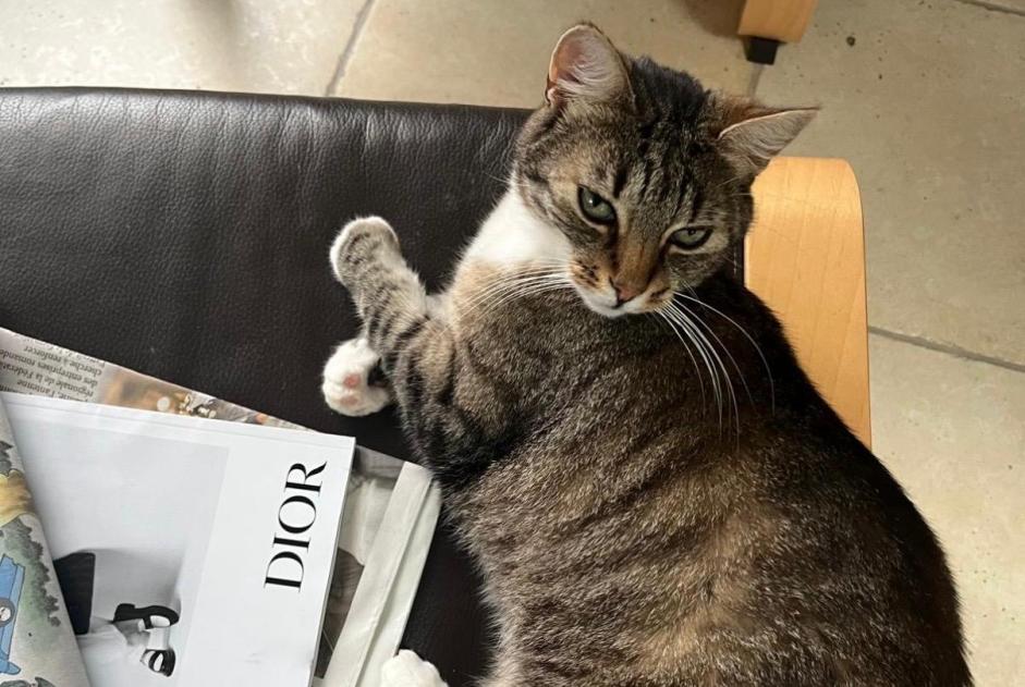 Vermisstmeldung Katze Weiblich , 10 jahre Delémont Schweiz