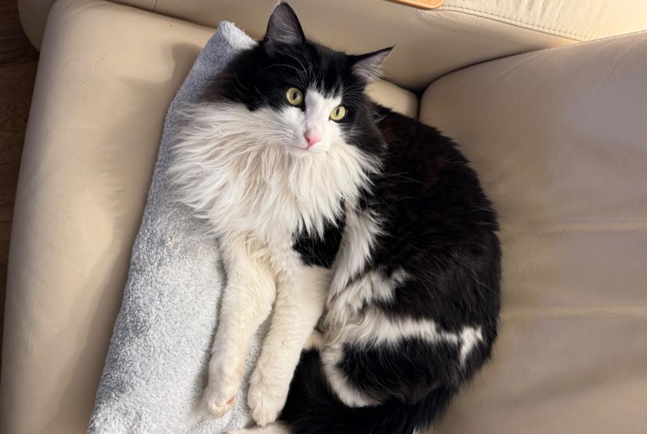 Vermisstmeldung Katze  Männliche , 3 jahre Crans-Montana Schweiz