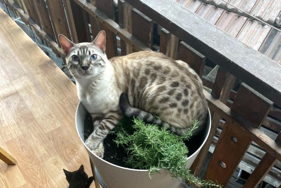 Vermisstmeldung Katze  Männliche , 4 jahre Bovernier Schweiz