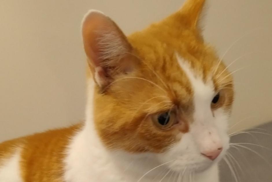 Vermisstmeldung Katze  Männliche , 5 jahre Noble-Contrée Schweiz