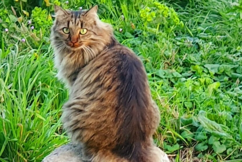 Vermisstmeldung Katze Weiblich , 6 jahre Gingins Schweiz