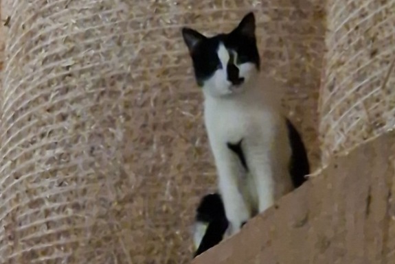 Alerta de Hallazgo Gato Desconocido Val-de-Ruz Suiza