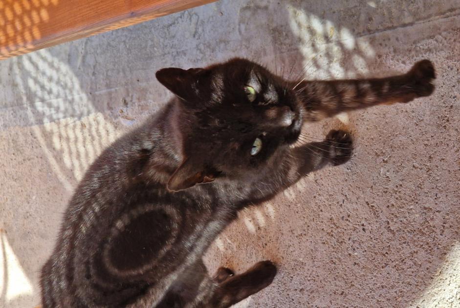Alerta de Hallazgo Gato cruce Desconocido Chamoson Suiza