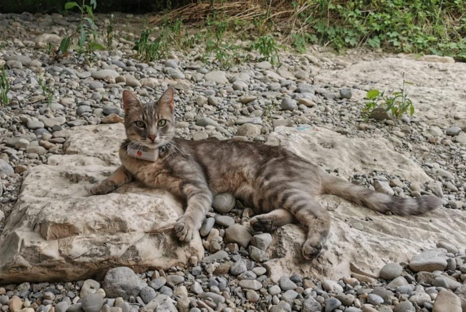 Alerte Disparition Chat Mâle , 2 ans Bernex Suisse Alerte Disparition Chat Mâle , 2 ans Bernex Suisse