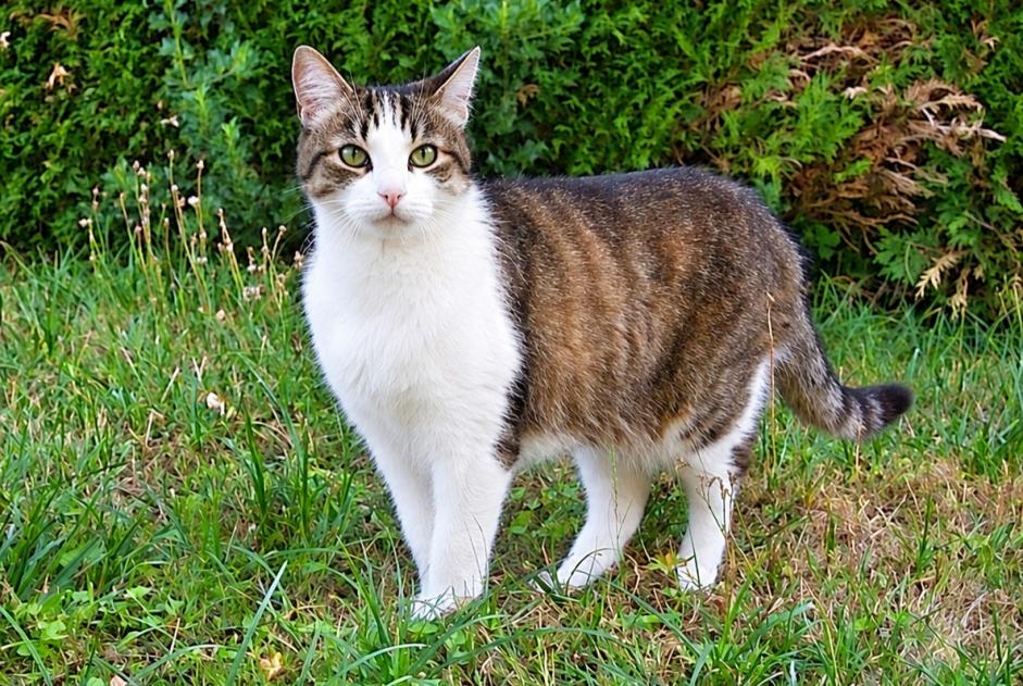 Alerte Disparition Chat croisement Mâle , 12 ans Orbe Suisse Alerte Disparition Chat croisement Mâle , 12 ans Orbe Suisse