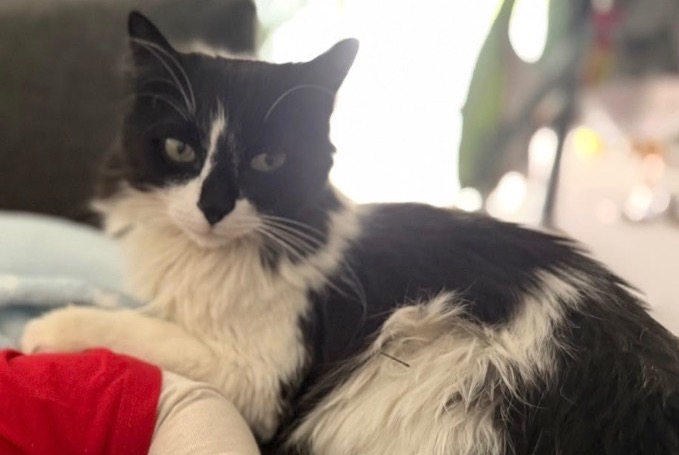 Alerte Disparition Chat Mâle , 8 ans Bournens Suisse Alerte Disparition Chat Mâle , 8 ans Bournens Suisse