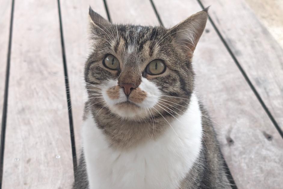 Alerte Découverte Chat Inconnu Belfaux Suisse