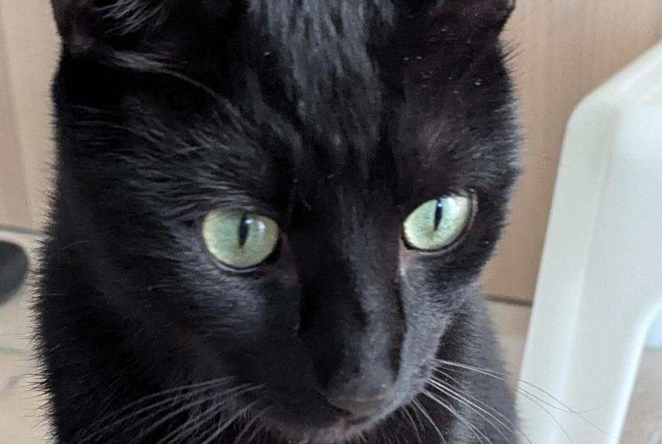 Alerte Découverte Chat Mâle Crassier Suisse Alerte Découverte Chat Mâle Crassier Suisse