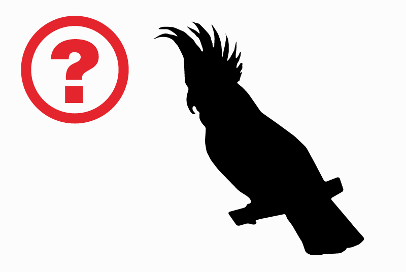 Alerta de Hallazgo Pájaro Desconocido Yens Suiza