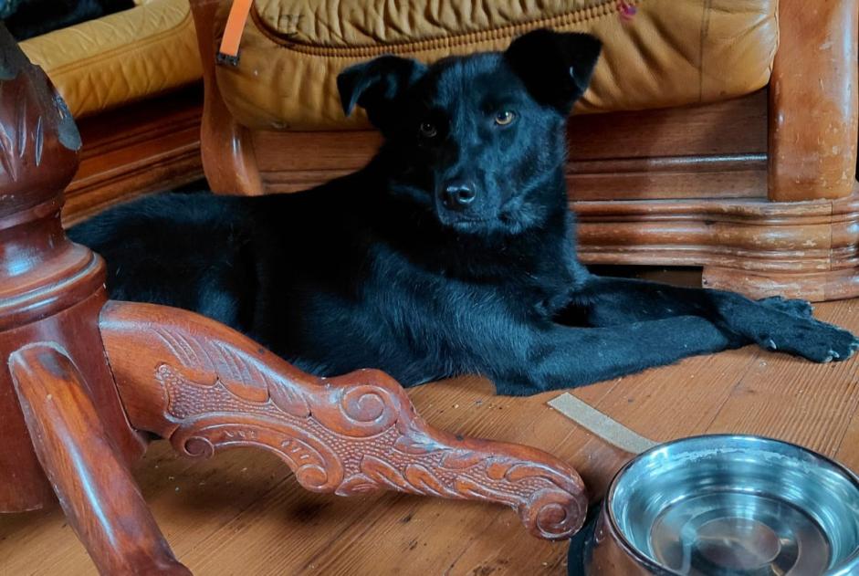 Avviso scomparsa Cane incrocio di razze Maschio , 2 anni Basse-Allaine Svizzera
