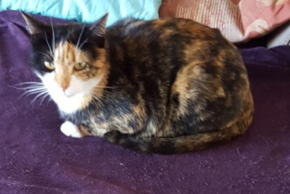 Avviso scomparsa Gatto  Femmina , 11 anni Delémont Svizzera