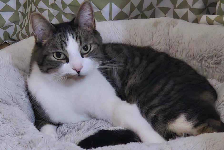 Avviso scomparsa Gatto Maschio , 4 anni Monthey Svizzera Avviso scomparsa Gatto Maschio , 4 anni Monthey Svizzera