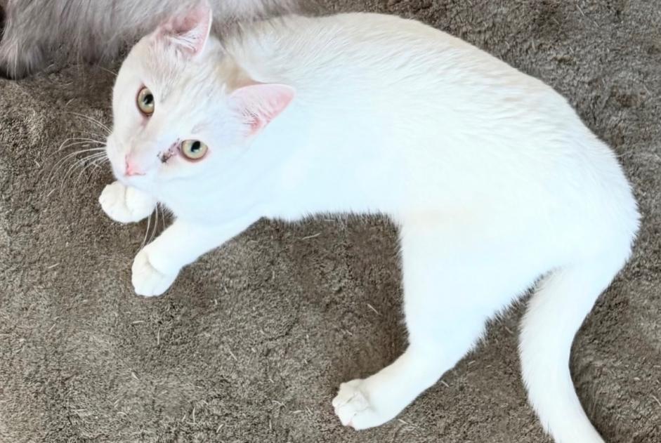 Alerta desaparecimento Gato cruzamento Macho , 2026 anos Tannay Switzerland
