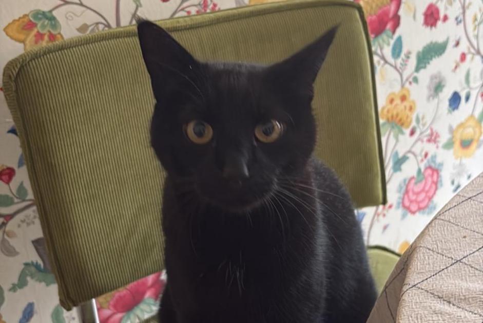 Alerta desaparecimento Gato Macho , 6 anos Lausanne Switzerland
